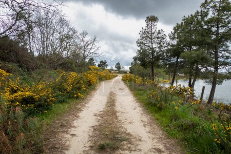 Exploring nature: Trail between bushes and broom on a spring day under heavy clouds in Tras os Montes, Portugal