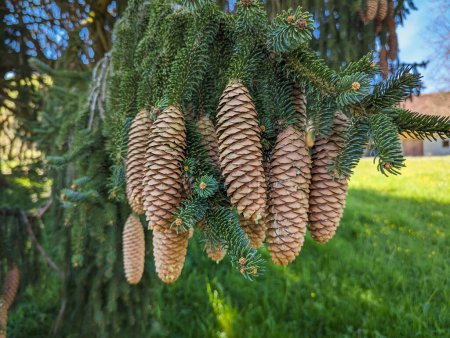 Seasonal Beauty: Fir branch adorned with cones
