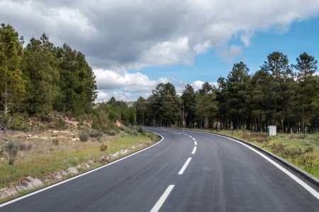 Journey among pine trees: The charm of the paved road under a partly cloudy sky