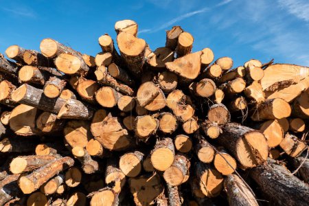 Kastanienholz für die Holzindustrie gestapelt