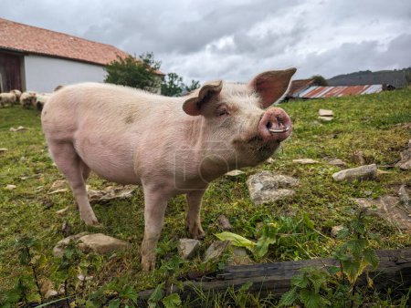Téléchargez les photos : Cochon sympathique et curieux au milieu d'une ferme rurale se nourrissant en plein air de la campagne - en image libre de droit