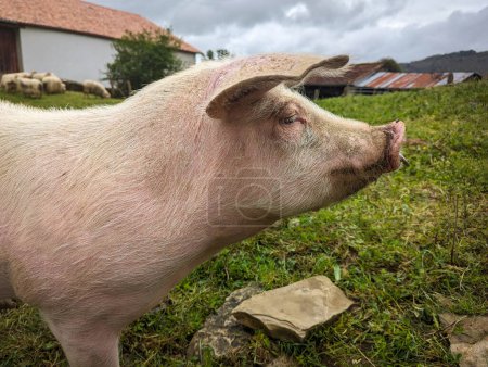 Téléchargez les photos : Un cochon curieux : explorer la vie rurale tout en profitant de la campagne ouverte - en image libre de droit