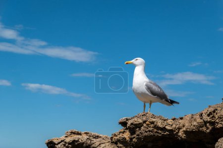 Gaviota atenta en la cima de una roca en un día soleado