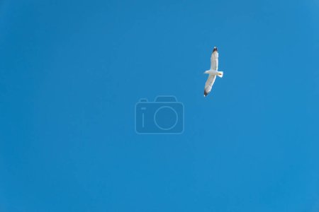 In free flight: A seagull on the blue horizon of a sunny day