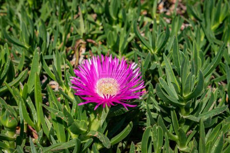Blendend rosa Knospe: Carpobrotus acinaciformis und seine duftende Blütenpracht