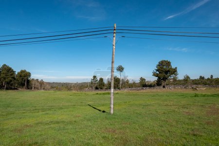 Between green fields: A wooden pole entwined with landline telephone cables