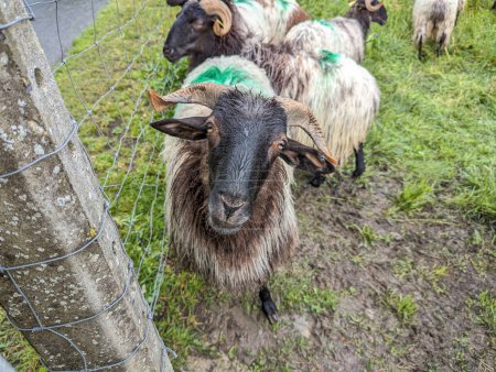 Zwischen den Tropfen des Sturms: Schafe auf der schlammigen Weide