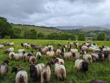 Among green pastures: A flock of sheep on a rainy and very cloudy day