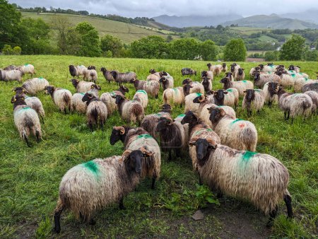 Zwischen Bergen und grünen Weiden weidet eine Schafherde an einem sehr bewölkten Tag auf einem Bauernhof