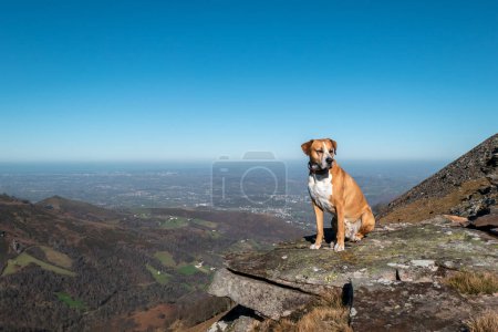 Dog on a rock at the peak of Artzamendi mountain in the Basque Country