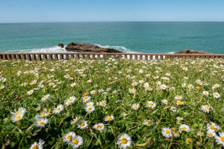 Field of flowers intertwined with green grass with the ocean and some rocks in the background on a sunny day