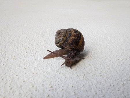 Vertical journey: The little snail climbing the wall