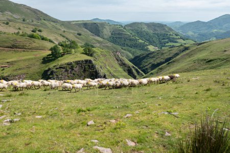 Troupeau de moutons alignés à travers les verts pâturages des montagnes Artzamendi au Pays basque français un jour de printemps