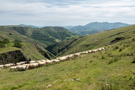 Flock of sheep lined up across the green pastures of the Artzamendi mountains in the French Basque Country on a spring day