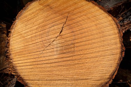 Struktur eines Kastanienbaumstammes mit einigen Rissen an der Oberfläche inmitten eines Holzstapels