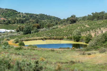 Water storage lake for irrigation next to an orchard and surrounded by forest