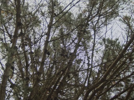 pino en un bosque de pinos en invierno en el País Vasco con unos conos de pino con piñones