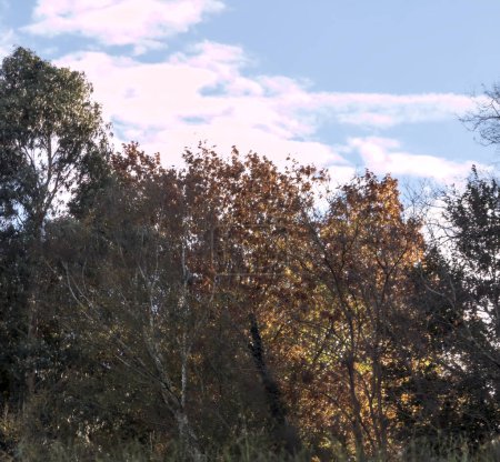 Téléchargez les photos : Arbres colorés qui nous disent que nous sommes en automne en raison de la chute des feuilles - en image libre de droit