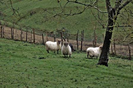 Foto de Las ovejas domésticas que pastan dentro de un recinto proporcionan leche para hacer queso y lana. - Imagen libre de derechos