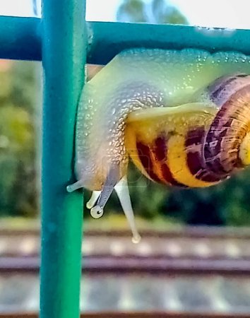 snail in nature on a metal bar walking with its body downwards