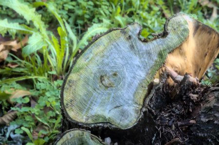 Téléchargez les photos : Noeuds d'un arbre abattu qui nous raconte les années qu'il a vécues - en image libre de droit