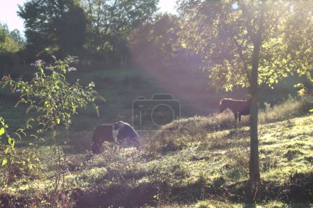 two horses grazing at dawn in a free meadow