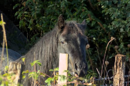 head of a domestic horse behind a fence