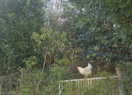 Téléchargez les photos : Poulailler dans une petite ferme avec des animaux domestiques poule grimpant sur la clôture - en image libre de droit