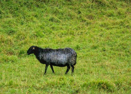 moutons domestiques avec une couleur noire et blanche mangeant de l'herbe verte fraîche dans une ferme de campagne