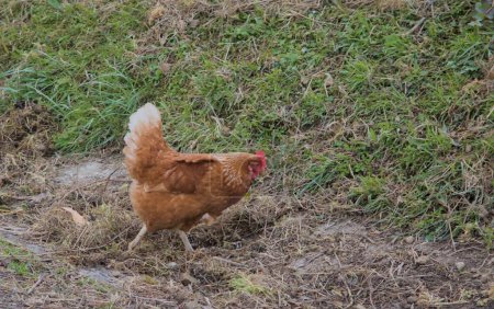 Braune Henne auf einer Hühnerfarm beim Fressen im Freiland