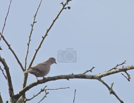 It dawns in the countryside with a turtledove on a branch in the mountains of the Basque country, Spain.