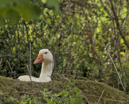 beautiful goose in its nest on a breeding animal farm