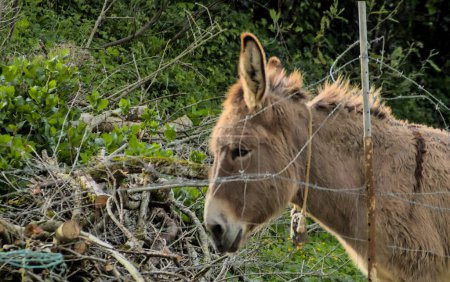 brown donkey in a country house used for agricultural work in a fence