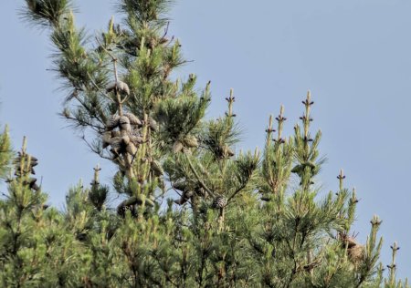 Téléchargez les photos : Forêt de pins dans les montagnes remplit les cônes de pins avec leurs fruits qui donneront plus tard leur graine aux pignons - en image libre de droit