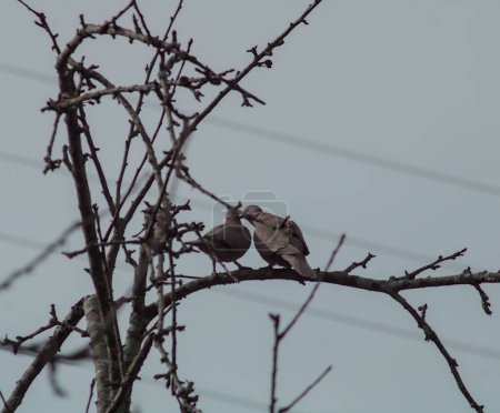 deux colombes amoureuses faisant l'amour sur des branches d'arbres au milieu de la nature