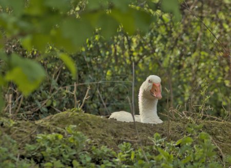 white goose on a farm inside a pen on a pile of dirt