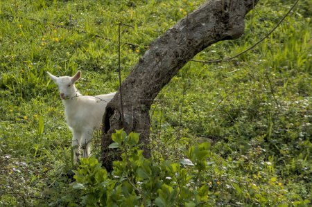 young baby goat grazing in the green field on a cattle farm in the basque country of spain