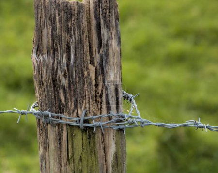 fencing of an agricultural farm surrounded by posts with barbed wire with sharp spikes