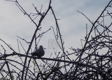 Téléchargez les photos : Une petite tourterelle solitaire colombe sur une haute branche dans les montagnes - en image libre de droit
