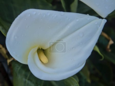 Peregrine plant of South African origin with various names called calla or water lily