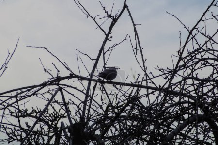 turtledove on a bare branch observing the fall of day against the light