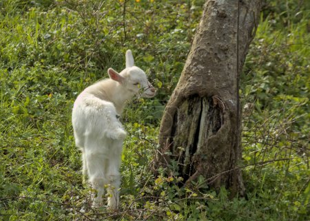 baby white goat and young kid playing in nature
