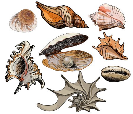 Illustration for Doodle colored vector shells. Hand drawn vector for printing, labels, decoration an other - Royalty Free Image