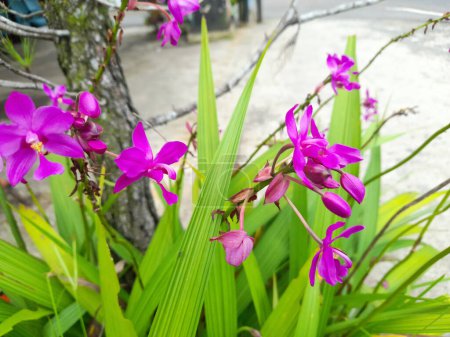 Spathoglottis plicata, communément appelé orchidée des Philippines, ou grande orchidée pourpre, est une plante terrestre à feuilles persistantes avec des pseudobulbes de fleurs denses, roses à violettes. Belle fleur.