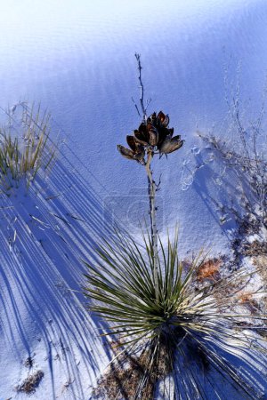 Photo for Yucca in the White Sand at White Sands National Park in New Mexico, USA - Royalty Free Image