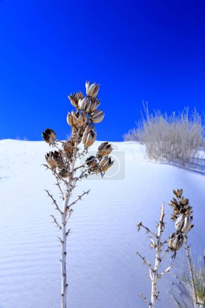 Photo for Yucca in the White Sand at White Sands National Park in New Mexico, USA - Royalty Free Image