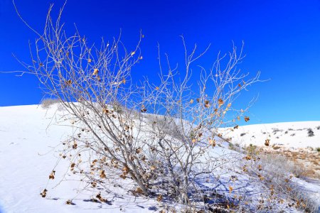 Photo for Tree (Rio Grande Cottonwood) at the White Sands National Park in New Mexico, USA - Royalty Free Image