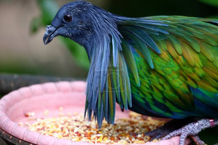 Photo for The Nicobar pigeon or Nicobar dove (Caloenas nicobarica) a bird found in coastal regions from the Andaman and Nicobar Islands, India - Royalty Free Image