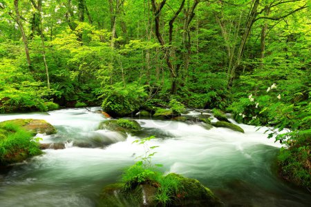 Photo for Summer green colors of Oirase River, located at Towada, Aomori, Japan - Royalty Free Image