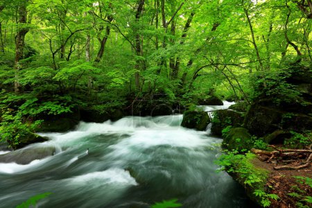 Photo for Summer green colors of Oirase River, located at Towada, Aomori, Japan - Royalty Free Image